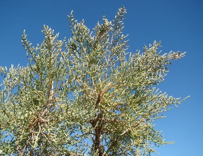 Halostachys belangeriana, photographed by Юрий Данилевский (Yuriy Danilevsky)
