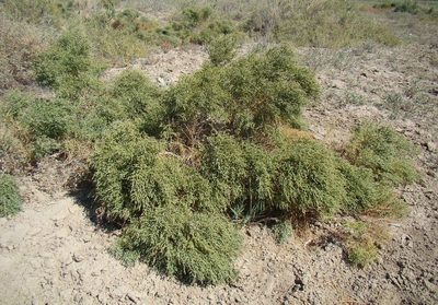 Halostachys belangeriana, photographed by Юрий Данилевский (Yuriy Danilevsky)