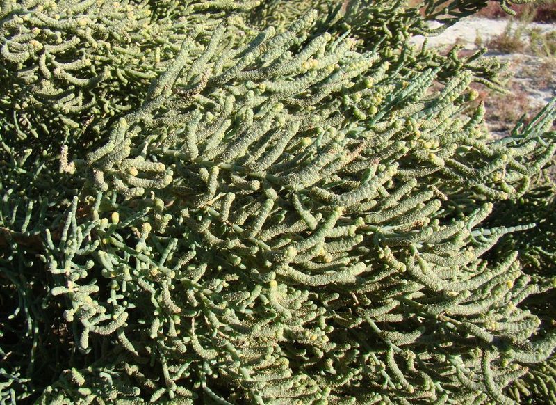 Halostachys belangeriana, photographed by Юрий Данилевский (Yuriy Danilevsky)
