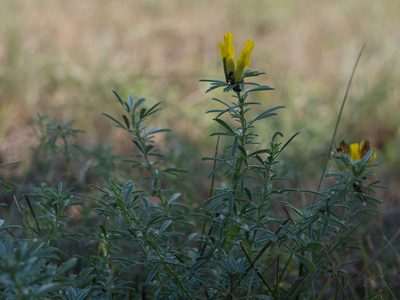 Chamaecytisus austriacus, photographed by carnifex