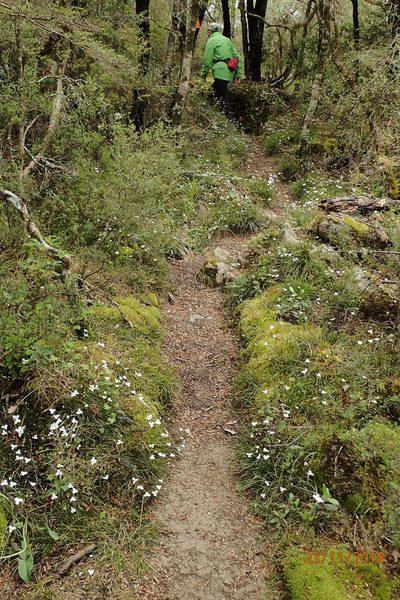 Libertia mooreae, photographed by Duncan Cunningham