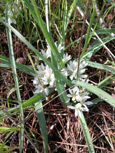 Allium chamaemoly, photographed by Mattia Menchetti