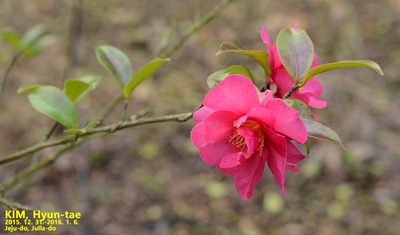 Camellia sasanqua, photographed by Kim, Hyun-tae