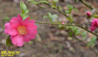 Camellia sasanqua, photographed by Kim, Hyun-tae