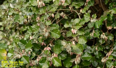 Elaeagnus macrophylla, photographed by Kim, Hyun-tae