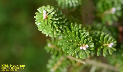 Abies koreana, photographed by Kim, Hyun-tae