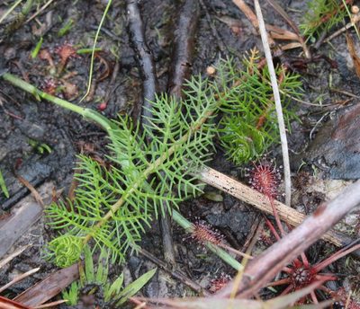 Proserpinaca pectinata, photographed by Lauren McLaurin