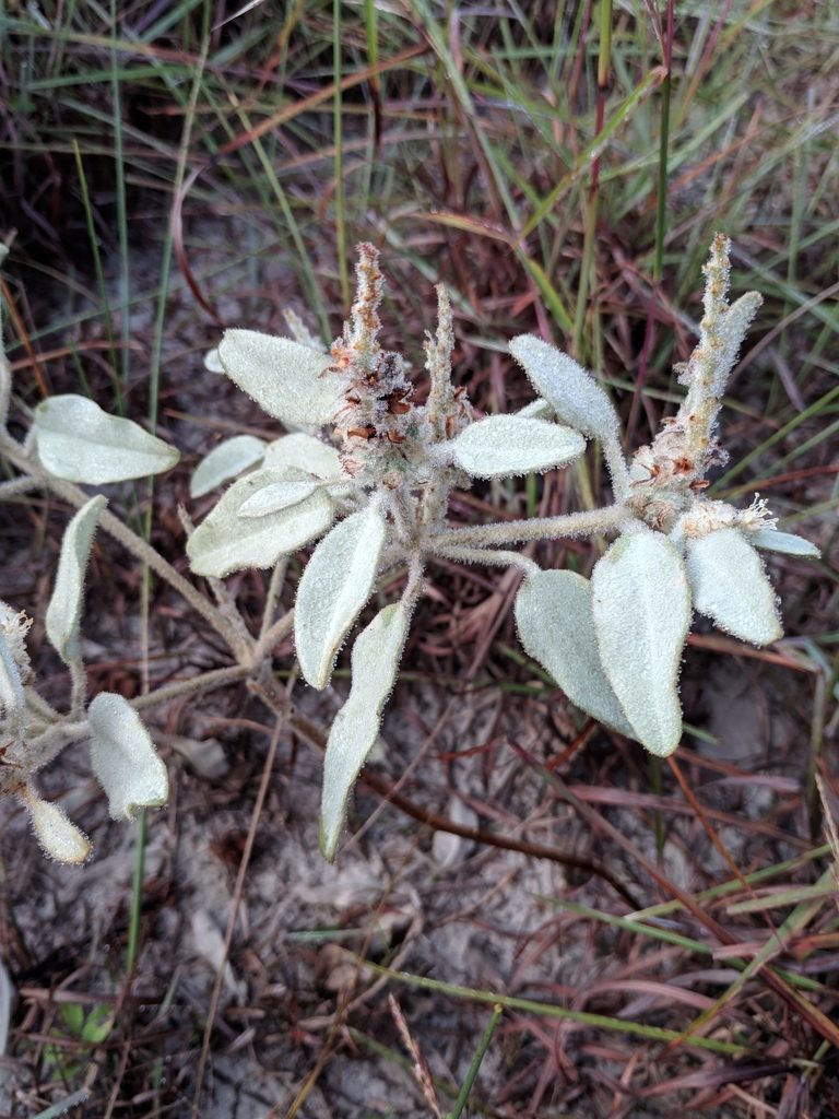 Croton coryi, photographed by Alison Northup