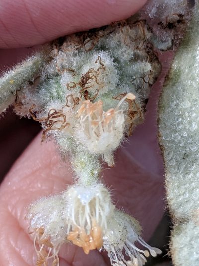 Croton coryi, photographed by Alison Northup