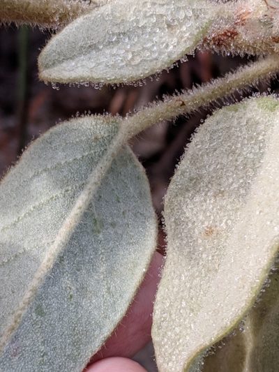 Croton coryi, photographed by Alison Northup