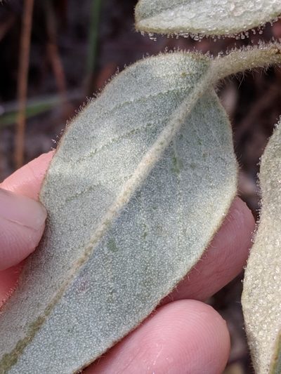 Croton coryi, photographed by Alison Northup