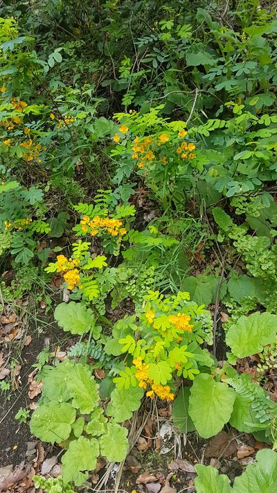 Senna cruckshanksii, photographed by Javier Conejeros Gastó