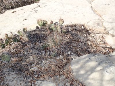 Opuntia aurea, photographed by John Brew