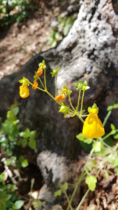 Calceolaria philippii, photographed by Javier Conejeros Gastó
