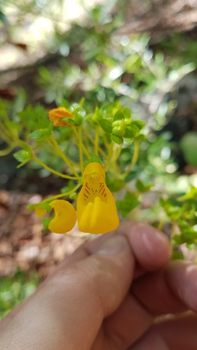 Calceolaria philippii, photographed by Javier Conejeros Gastó