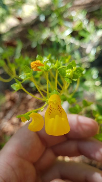 Calceolaria philippii, photographed by Javier Conejeros Gastó