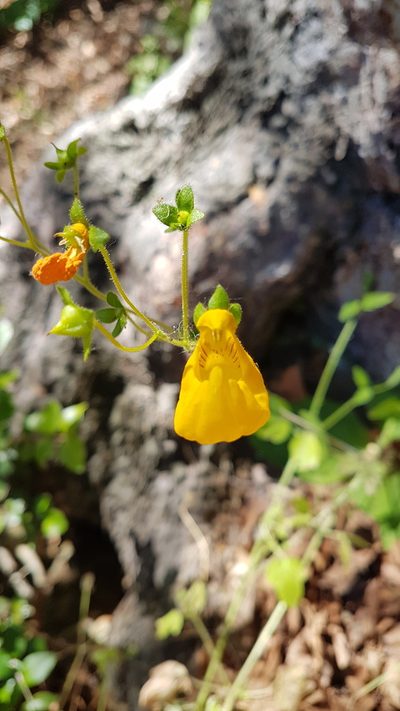 Calceolaria philippii, photographed by Javier Conejeros Gastó