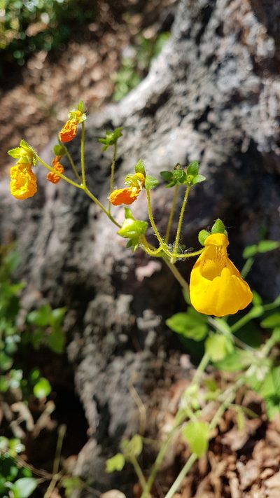 Calceolaria philippii, photographed by Javier Conejeros Gastó