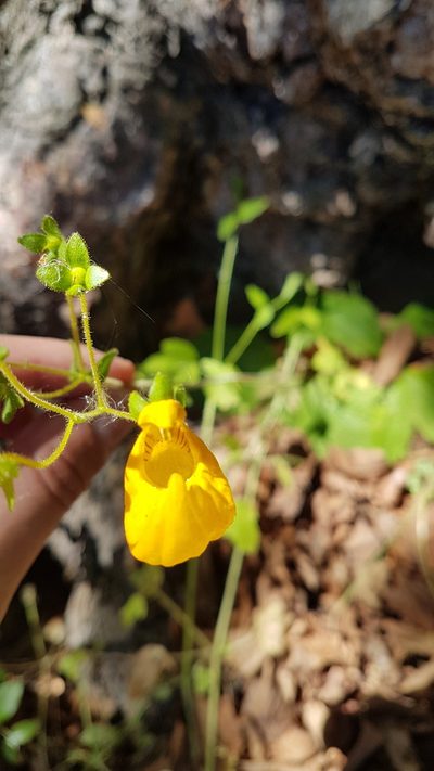 Calceolaria philippii, photographed by Javier Conejeros Gastó