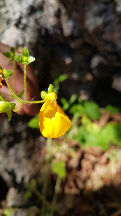 Calceolaria philippii, photographed by Javier Conejeros Gastó
