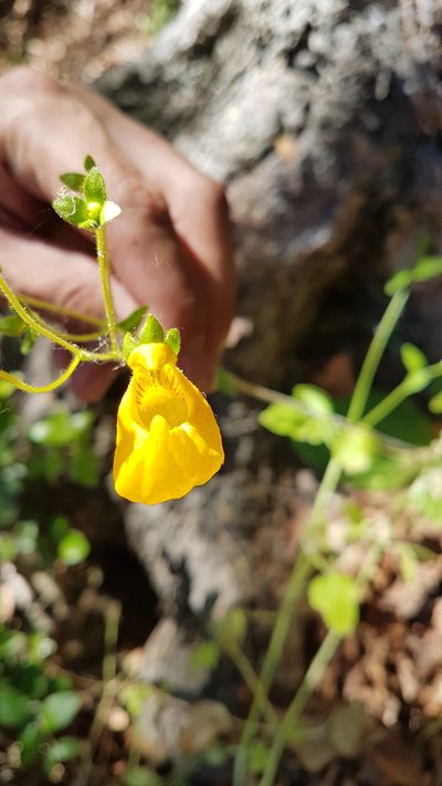 Calceolaria philippii, photographed by Javier Conejeros Gastó