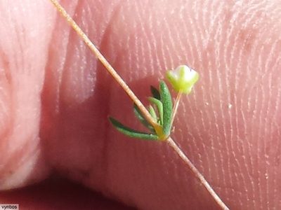 Adenogramma lichtensteiniana, photographed by Chris Vynbos