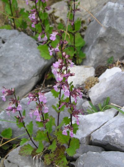 Teucrium lucidum, photographed by Fabien Piednoir