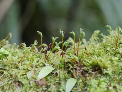 Racopilum strumiferum, photographed by Bruce Calvert