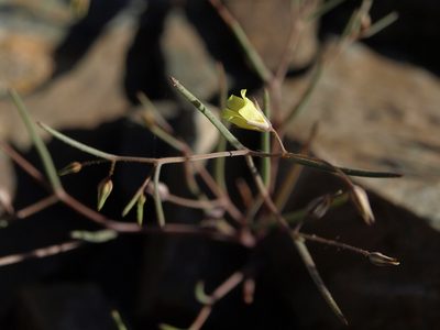 Linanthus filiformis, photographed by Jim Morefield