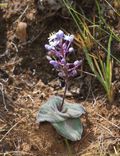 Merwilla dracomontana, photographed by Alan Manson