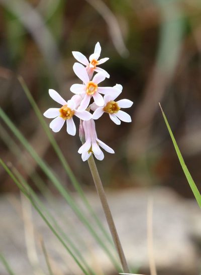 Tulbaghia natalensis, photographed by Alan Manson