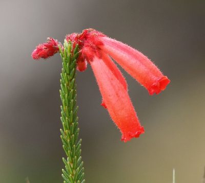 Merwilla dracomontana, photographed by Alan Manson
