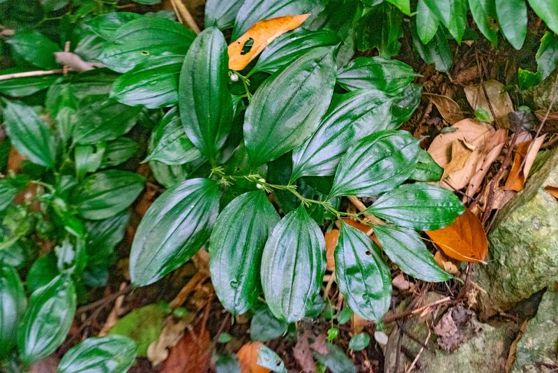 Disporopsis longifolia, photographed by Shawn O'Donnell
