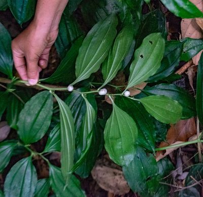 Disporopsis longifolia, photographed by Shawn O'Donnell