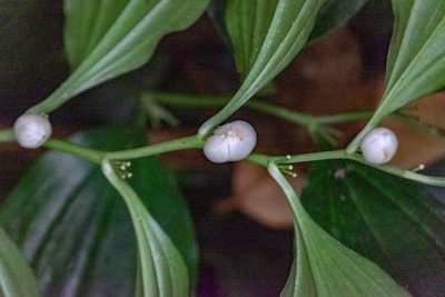 Disporopsis longifolia, photographed by Shawn O'Donnell