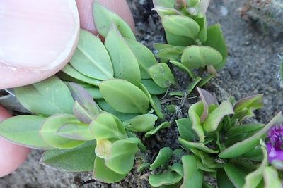 Polygala amatymbica, photographed by Peter Warren