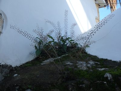 Verbascum levanticum, photographed by Daniel Cahen
