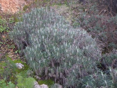 Ptilostemon chamaepeuce, photographed by Daniel Cahen