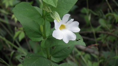Thunbergia natalensis, photographed by Shaun Swanepoel