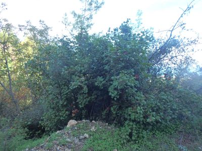 Acer obtusifolium, photographed by Daniel Cahen