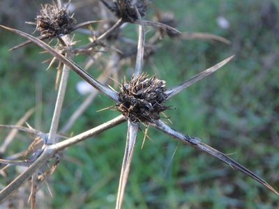 Eryngium creticum, photographed by Daniel Cahen