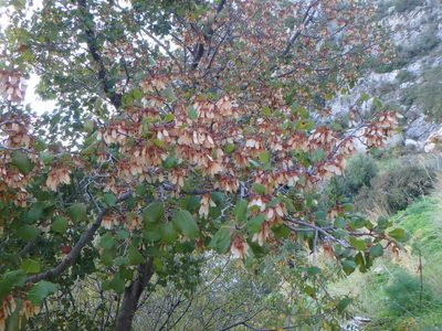 Acer obtusifolium, photographed by Daniel Cahen
