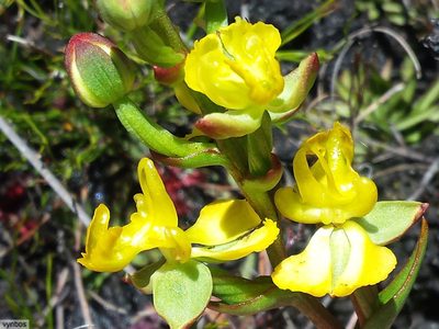 Ceratandra bicolor, photographed by Chris Vynbos