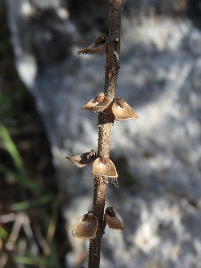 Scutellaria sibthorpii, photographed by Daniel Cahen