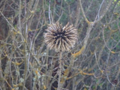 Echinops spinosissimus, photographed by Daniel Cahen