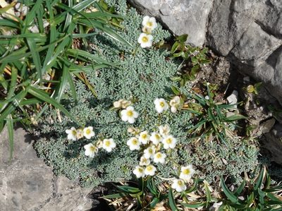 Saxifraga caesia, photographed by Wolfgang Jauch