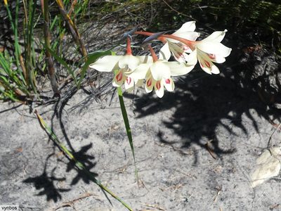 Gladiolus angustus, photographed by Chris Vynbos