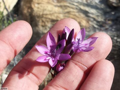 Thereianthus longicollis, photographed by Chris Vynbos