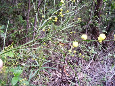 Acacia extensa, photographed by Tony Rebelo