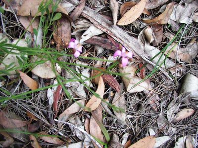 Boronia crenulata, photographed by Tony Rebelo